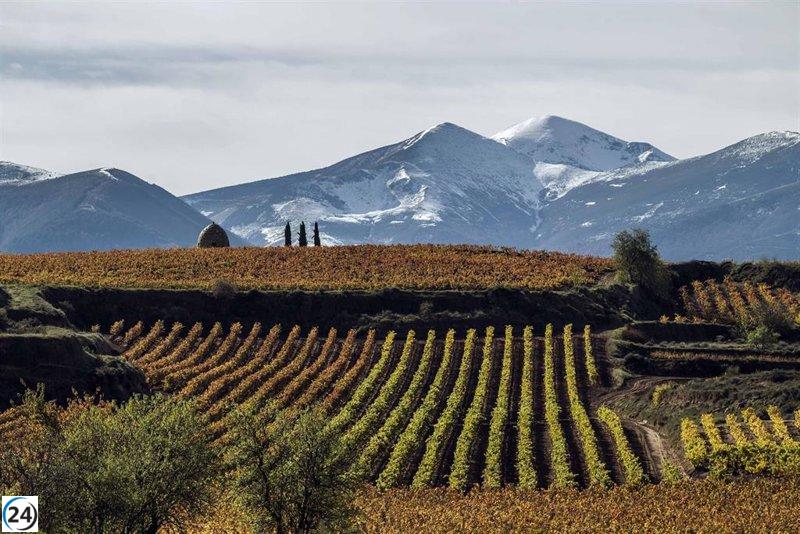 Orden de Agricultura blinda viñedos de la DOC Rioja, según BOE.