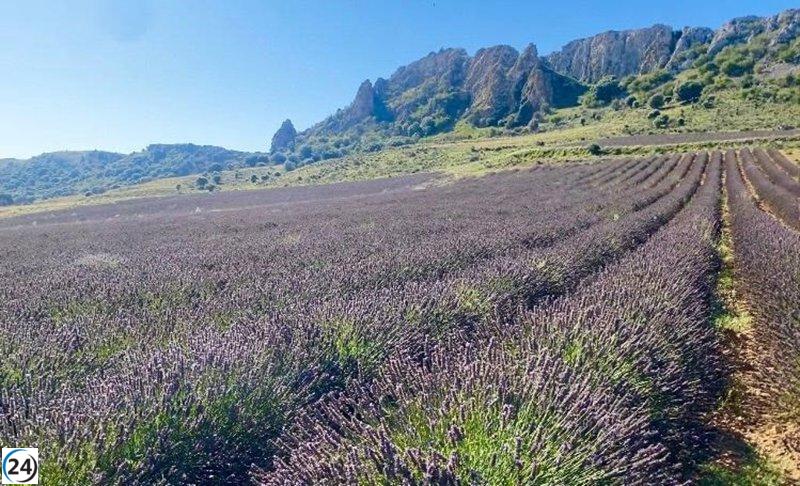 El campo experimental de lavanda de Quel destaca por su resistencia y busca diversificar los cultivos en La Rioja.