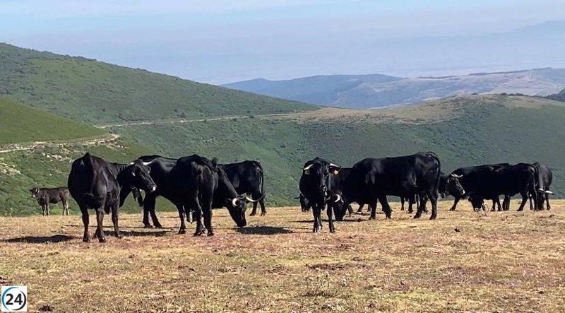Pazuengos acoge la primera ganadería ecológica de La Rioja