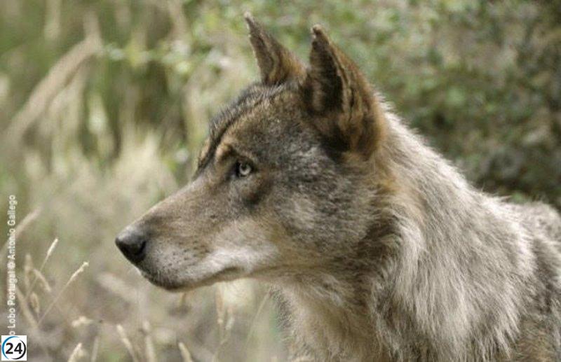 La Rioja aboga por eliminar al lobo de la lista de especies protegidas debido a su crecimiento descontrolado.