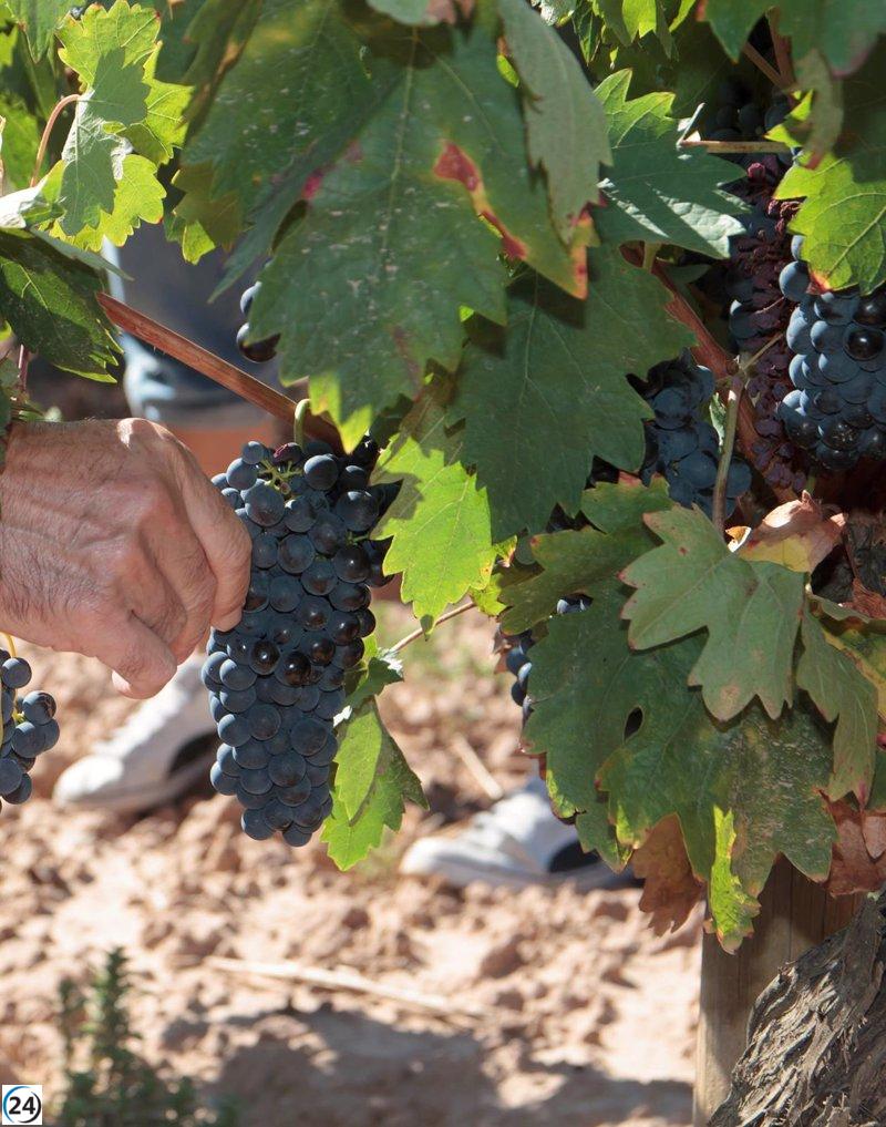 UAGR: Anuncios de precios de uva amenazan la viabilidad económica de los agricultores