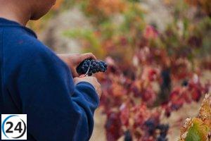 Estimadas lectores, el sexto informe sobre la maduración de la uva en la DOCa Rioja destaca las 