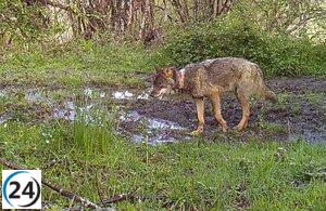 Manzanos respalda la eliminación del lobo del LESPRE mientras el PSOE le acusa de descartar informes técnicos.