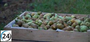 La exitosa campaña de este año: La DOP Peras de Rincón de Soto recolecta casi 21 millones de kilos.