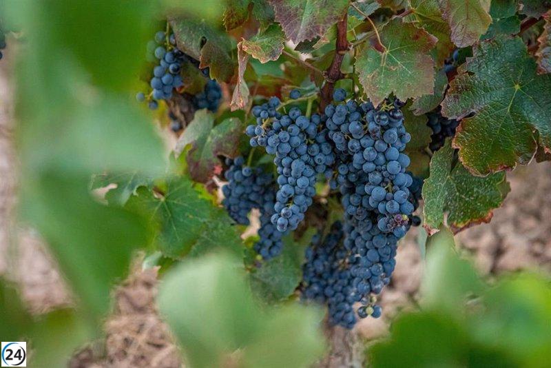 ARAG-ASAJA pedirá en Bruselas medidas para mejorar la rentabilidad de los viticultores de Europa
