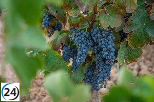 ARAG-ASAJA pedirá en Bruselas medidas para mejorar la rentabilidad de los viticultores de Europa