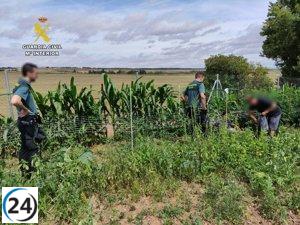 Descubierta plantación de marihuana camuflada entre cultivos de tomate y maíz por la Guardia Civil desde el helicóptero