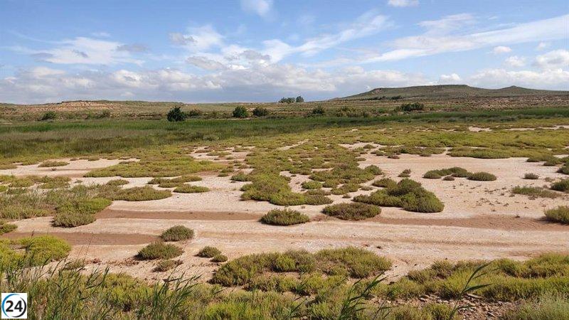 Críticas contundentes de Amigos de la Tierra de La Rioja al plan de recuperación de aves esteparias: 