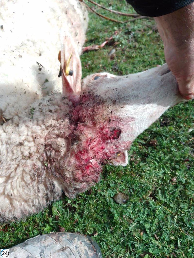 Devastador ataque de lobo en granja de Nieva: dos ovejas sacrificadas