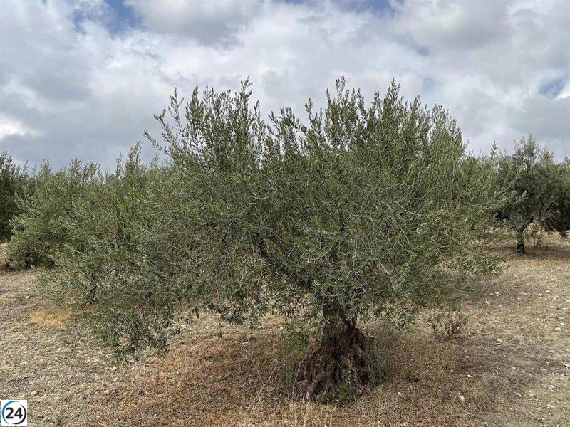 Ausejo: Ciudadano riojano alerta sobre el hurto de más de 5.000 kilos de olivas y solicita apoyo público