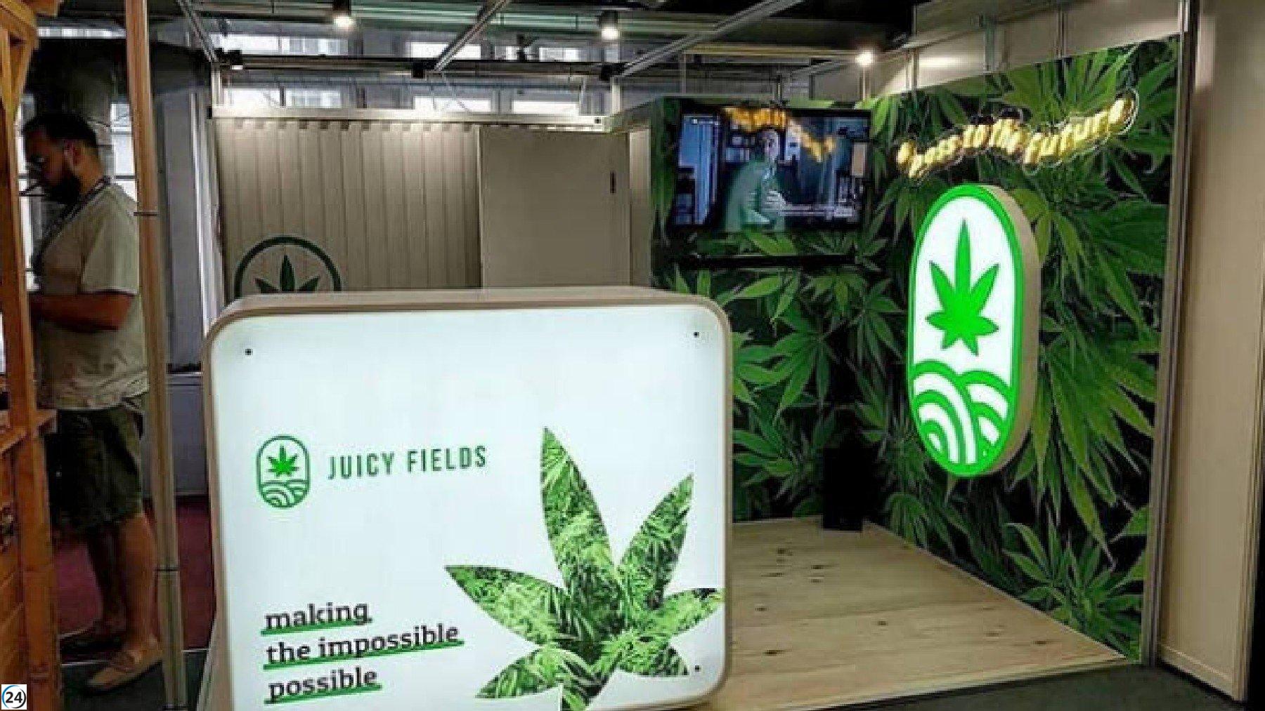 1.700 afectados en querella por estafa de inversión en cannabis ante la Audiencia Nacional.