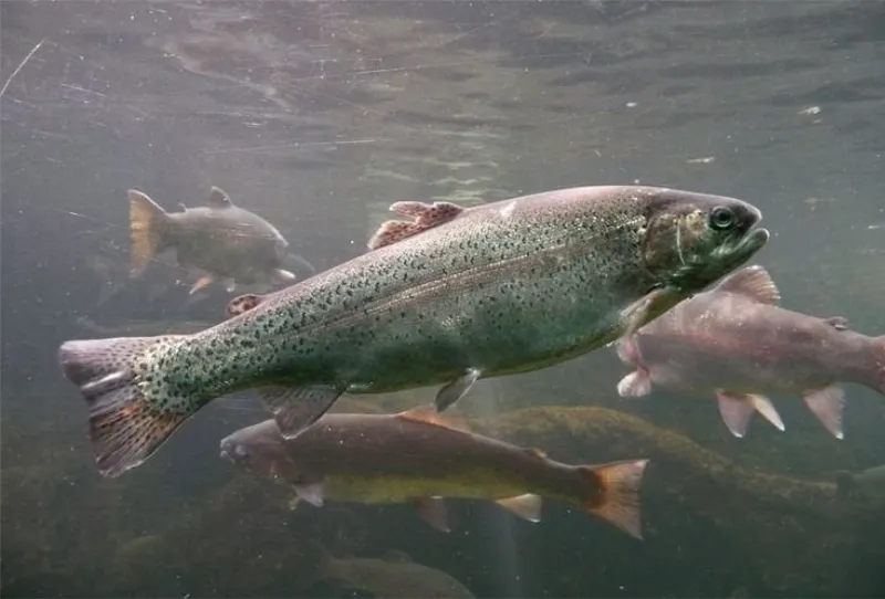La trucha: el pescado estrella de los ríos riojanos