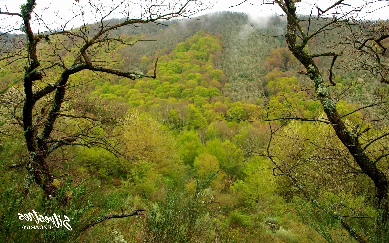 La importancia de la preservación de los bosques en La Rioja