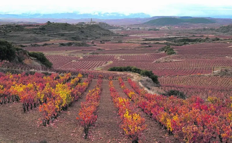 Los efectos del cambio climático en los cultivos de La Rioja