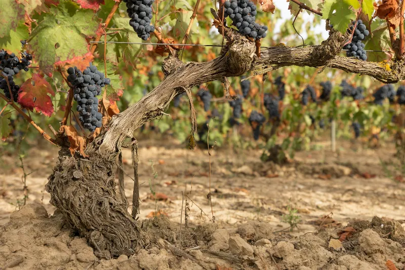 Los cambios en el clima afectan a la fauna en La Rioja